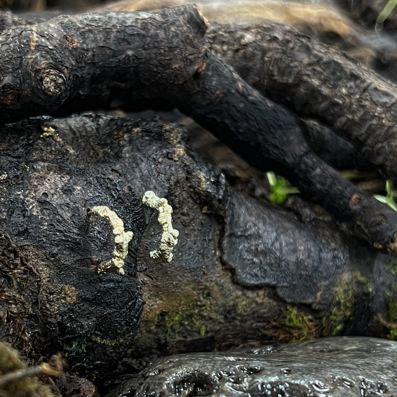 Huggie Studs-Into The Woods-Hawthorn
