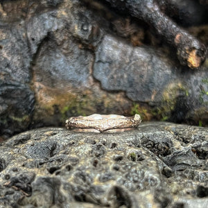 Wisdom-Into the Woods-Beech Twig Ring